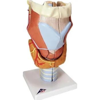 Model hrtanu, 2-krát životní velikosti, 7 částí (Anatomické modely)