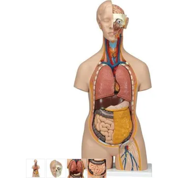 Torzo lidského těla Klasik Unisex - 14 částí (Anatomické modely)