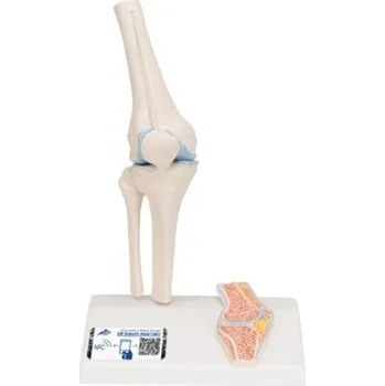 Mini model lidského kolenního kloubu s průřezem (Anatomické modely)