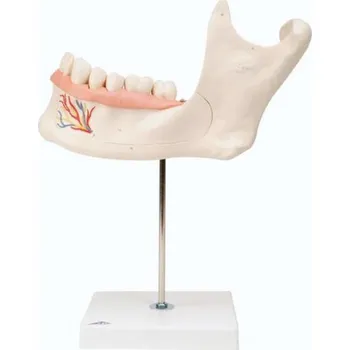Polovina dolní čelisti, 3 krát plná velikost, 6 částí (Anatomické modely)