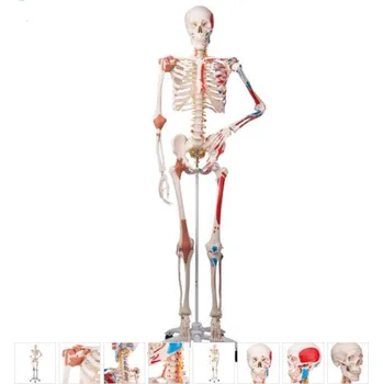 Skeleton Model with Muscles and Ligaments - Sam (Anatomické modely)
