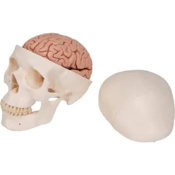 Klasický model lidské lebky s mozkem, 8 částí (Anatomické modely)