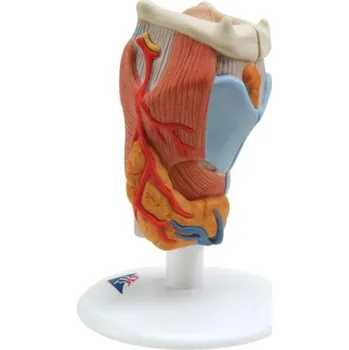 Model hrtanu, 2 částí (Anatomické modely)