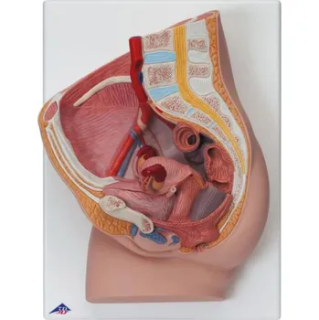 Ženská pánev, 2 části (Anatomické modely)
