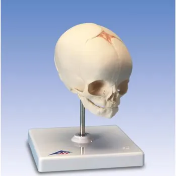 Foetal Skull Model, natural cast, 30th week of pregnancy, on stand (Anatomické modely)