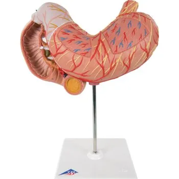 Žaludek, 3 části (Anatomické modely)