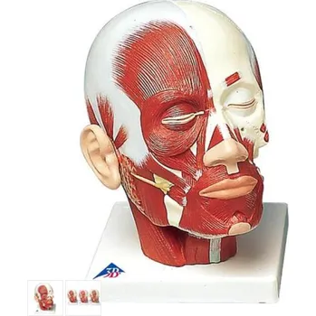 Model lidské hlavy se svaly (Anatomické modely)