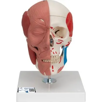 Lidská lebka s obličejovými svaly (Anatomické modely)