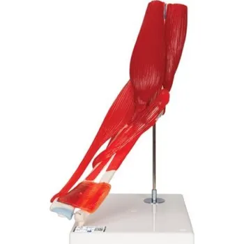 Model lidského loketního kloubu s odnímatelnými svaly, 8 částí (Anatomické modely)