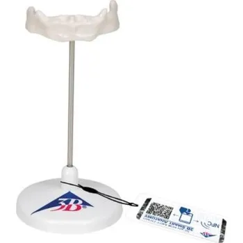 Model lidské hyoidní kosti na stojanu (Anatomické modely)