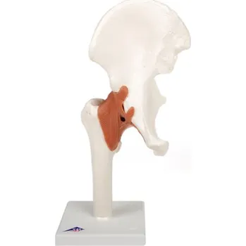 Model lidského kyčle (Anatomické modely)