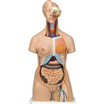 Torzo těla Deluxe dualsex - 24 částí (Anatomické modely)