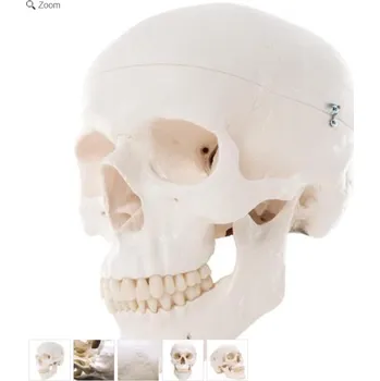 Classic Human Skull Model, 3 part (Anatomické modely)
