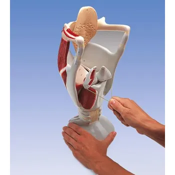 Funkční hrtanový model, 4-krát životní velikosti (Anatomické modely)
