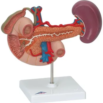 Zadní orgány nadbřišku (Anatomické modely)