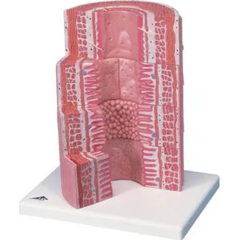 Microanatómia trávicího systému - 20-krát zvětšený (Anatomické modely)