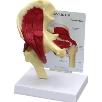 Model svalnatých boků (Anatomické modely)