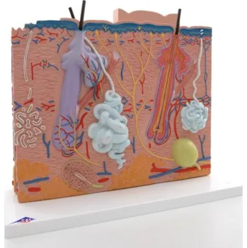 Model kůže, 3 části (Anatomické modely)