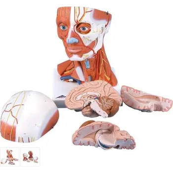 Model lidské hlavy a svaly krku - 5 částí (Anatomické modely)