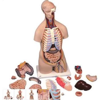 Torzo lidského těla Klasik Unisex - 16 částí (Anatomické modely)