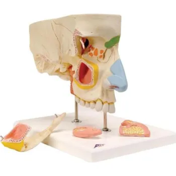 Model nosu, 5 částí (Anatomické modely)