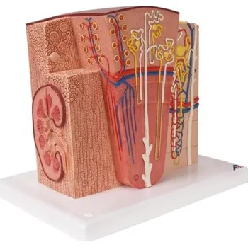 Microanatomie ledviny (Anatomické modely)