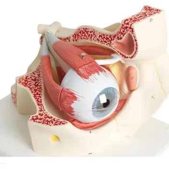 Oko, 3-krát životní velikosti, 7 částí (Anatomické modely)