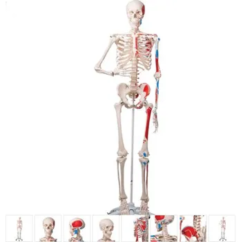 Skeleton Model with Painted Muscle Origins and Inserts - Max (Anatomické modely)