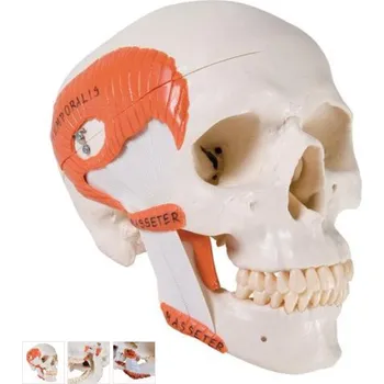 TMJ Human Skull Model, demonstrates functions of masticator muscles, 2 part (Anatomické modely)