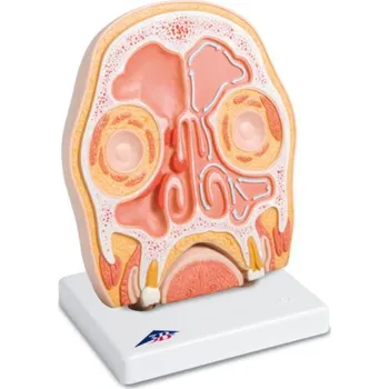 Frontální řez lidské hlavy - nosních dutin (Anatomické modely)
