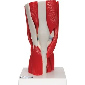 Model lidského kolenního kloubu s odnímatelnými svaly, 12 částí (Anatomické modely)