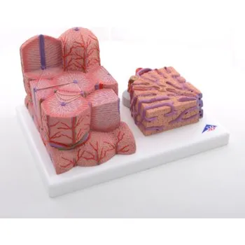 Microanatómia jater (Anatomické modely)