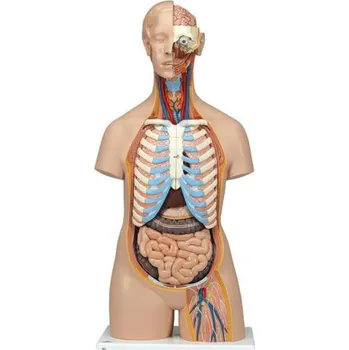 Torzo těla s otevřenými zády - 21 částí (Anatomické modely)