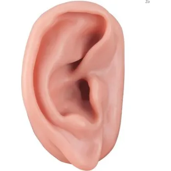 Akupunktura ucha, pravého (Anatomické modely)