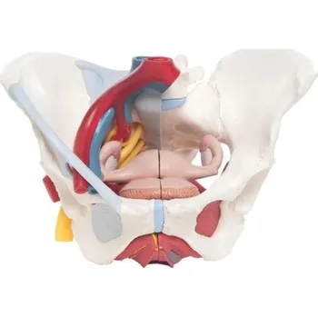 Ženská pánev s vazy, cévami, nervy, pánevním dnem a orgány (Anatomické modely)