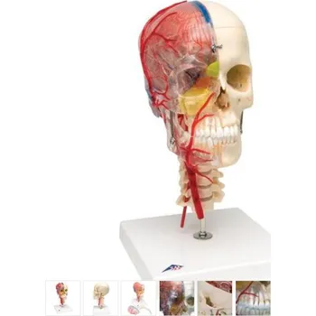 Model lidské lebky, napůl průhledný a napůl kostnatý (Anatomické modely)