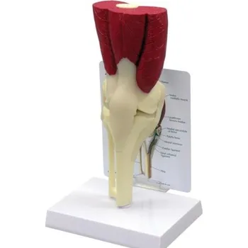 Model svalnatého kolena (Anatomické modely)