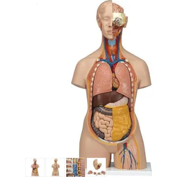 Torzo těla s otevřenými zády a krkem - 18 částí (Anatomické modely)