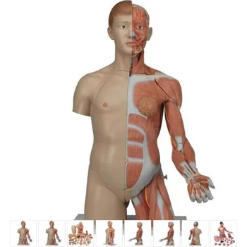 Torzo těla dualsex s rukou a svaly - 33 částí (Anatomické modely)