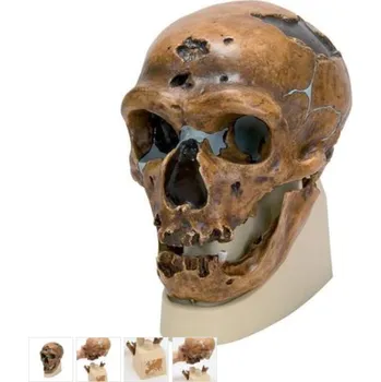 Anthropological Skull Model - La Chapelle-aux-Saints (Anatomické modely)
