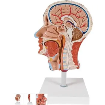 Polovina modelu lidské hlavy se svaly (Anatomické modely)