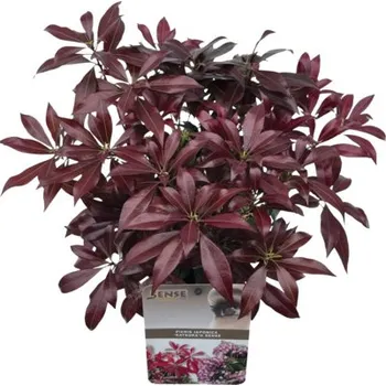 Sazenice Pieris japonský FloraSelf Pieris japonica 'Katsura' výška 20-25 cm květináč 2 l