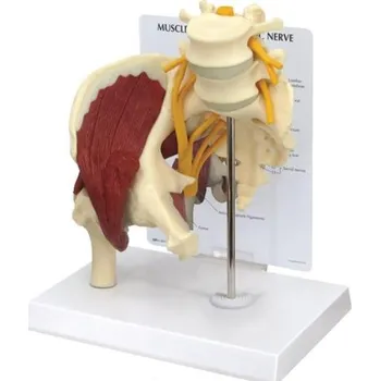 Model svalnatého boku se sedacím nervem (Anatomické modely)