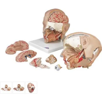 Model lidské hlavy - 6 částí (Anatomické modely)