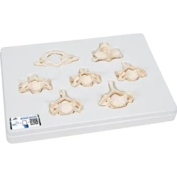 Sada sedmi lidských krčních obratlů (Anatomické modely)