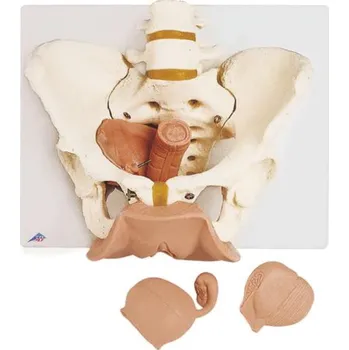 Pánevní kostra, ženská s pohlavními orgány, 3 části (Anatomické modely)