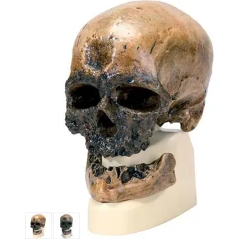 Anthropological Skull Model - Crô-Magnon (Anatomické modely)