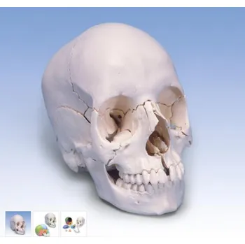 Beauchene Adult Human Skull Model - Bone Colored Version, 22 part (Anatomické modely)