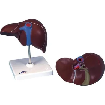 Játra se žlučníkem (Anatomické modely)