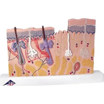 Model kůže, 40 krát životní velikost (Anatomické modely)